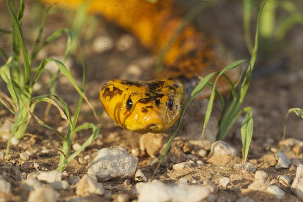 Cape Cobra