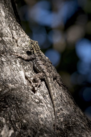 Amazon lava lizard