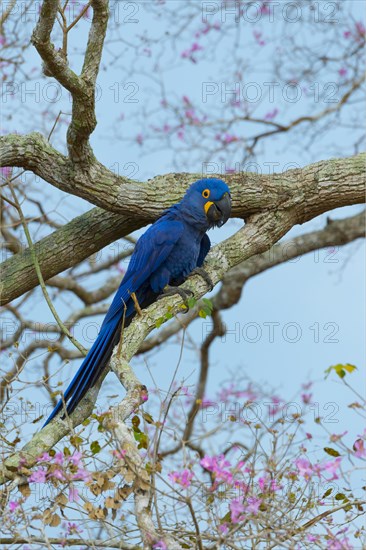 Hyacinth Macaw