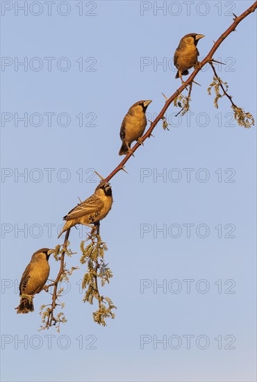 Sociable Weaver