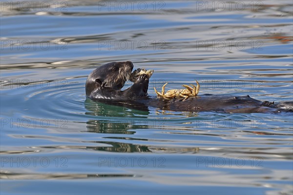 Sea otters