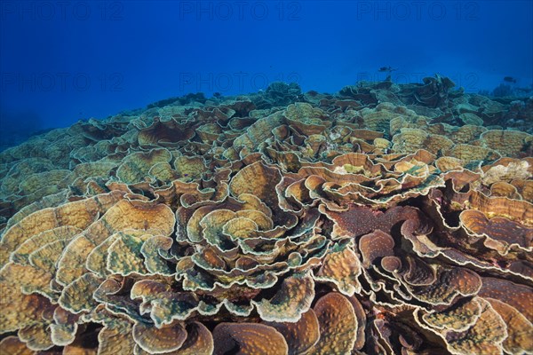 Stony Coral