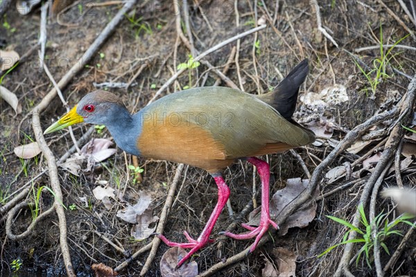 Grey-necked wood rail