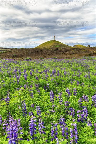 Nootka lupins