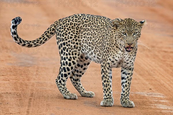 Leopard