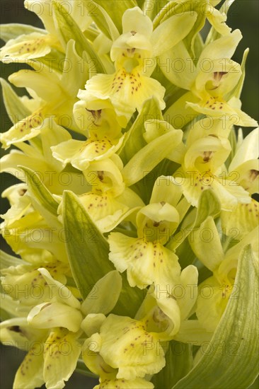 Elder-flowered Orchid