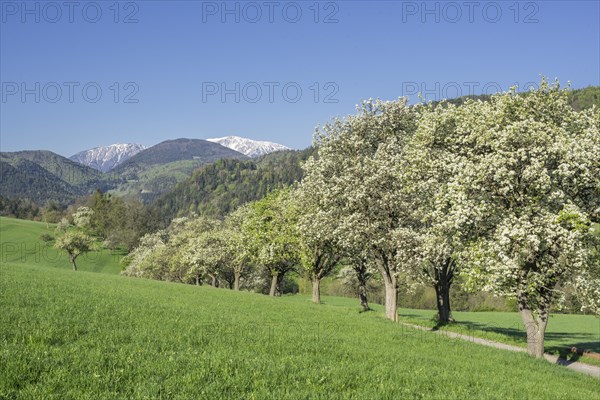 Row of flowering pear trees