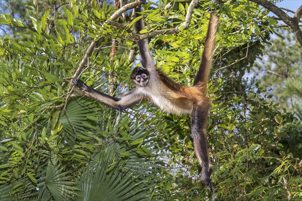 Geoffroy's spider monkey or black-handed spider monkey