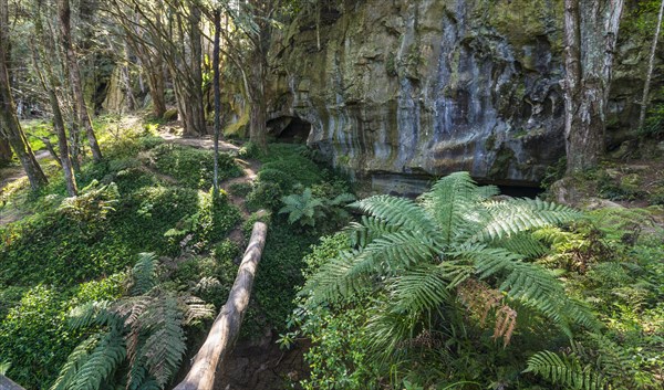 Forest with ferns