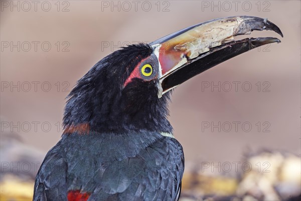 Fiery-billed Aracari