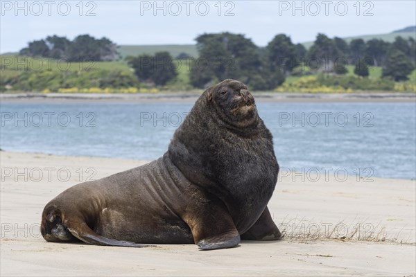 New Zealand sea lion