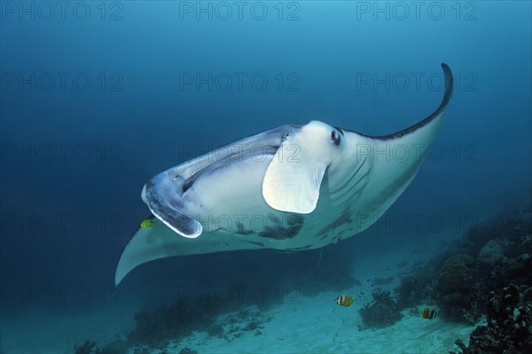 Reef manta ray