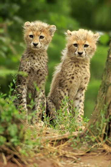 Sudan cheetah