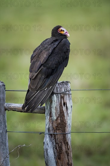 Lesser yellow-headed vulture