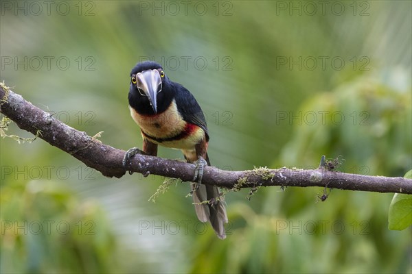 Collared aracari