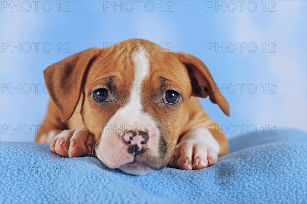 American Staffordshire Terrier