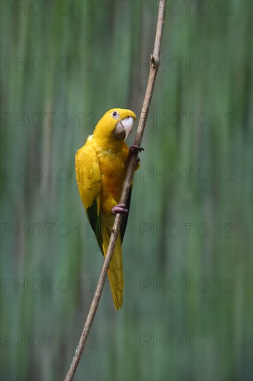 Golden parakeet or golden conure