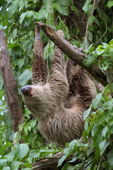 Linnaeus's two-toed sloth