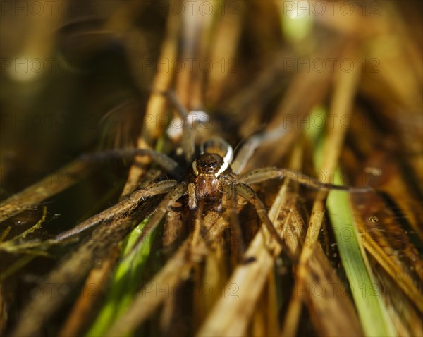 Raft spider