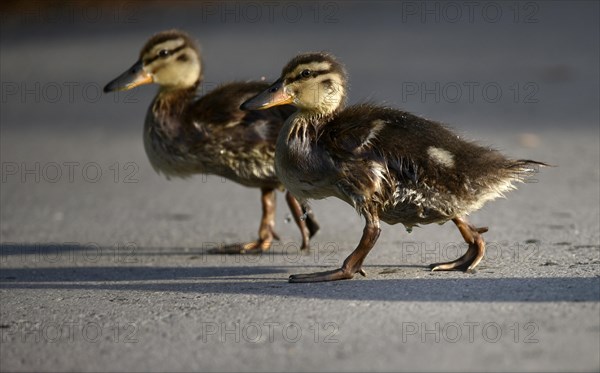 Mallard ducklings