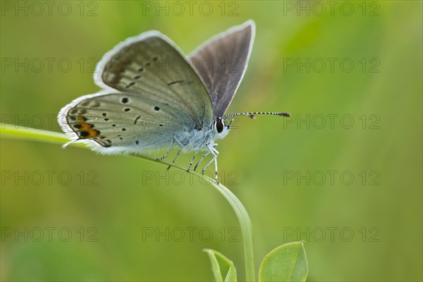 Short-tailed blue