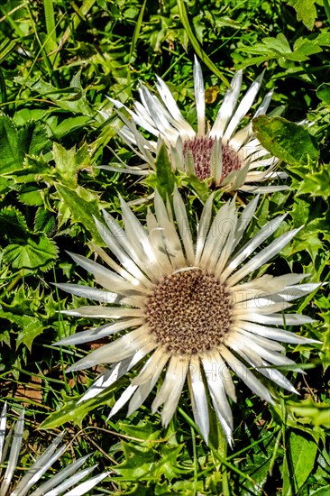 Carline thistle