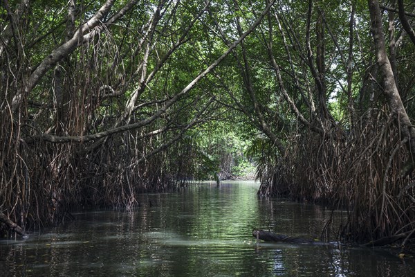 Mangrove forest