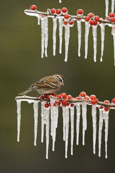 Chipping Sparrow