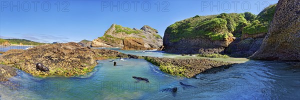 Group of young New Zealand Fur Seals