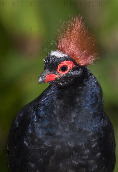 Crested wood partridge