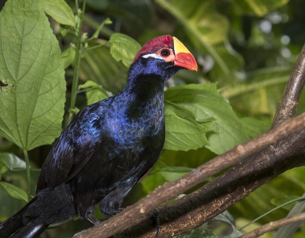 Violet turaco