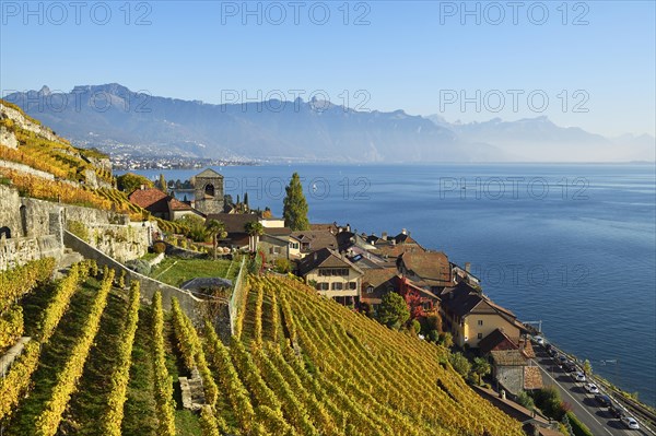 Vineyards in autumn