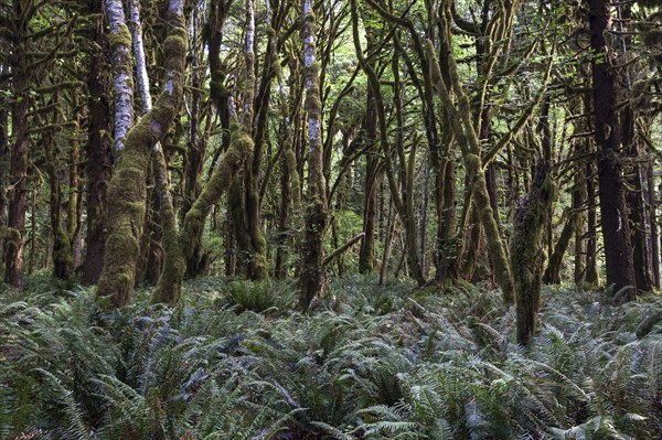 Vegetation with ferns on Kestner Homestead Trail