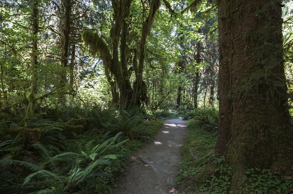 Trail in Hoh Rainforest