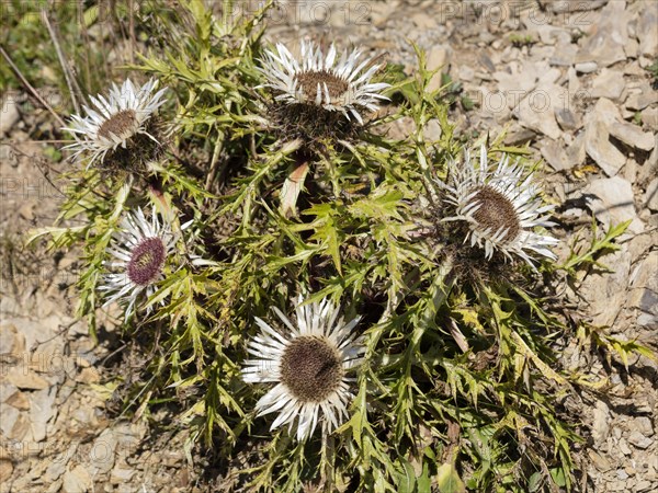 Silver thistles