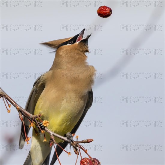 Cedar waxwing