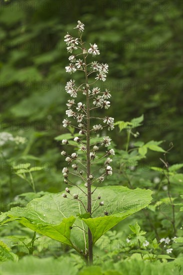 Butterbur