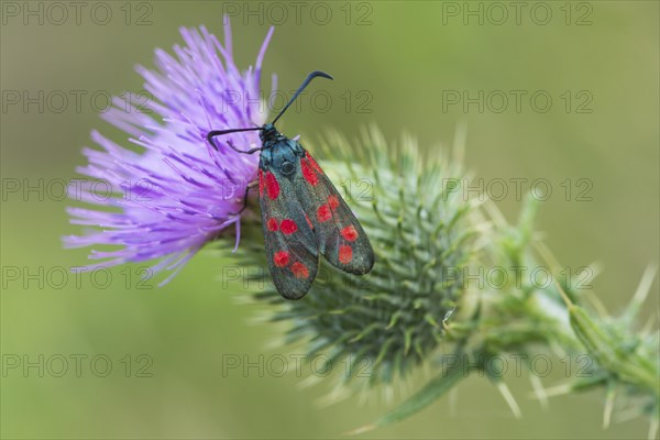 Six-spot burnet