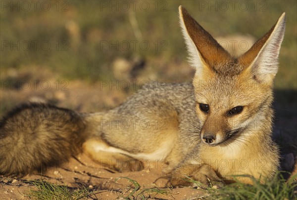 Cape Fox