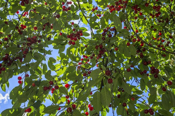 Ripe sour cherries