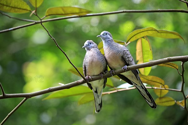 Zebra doves