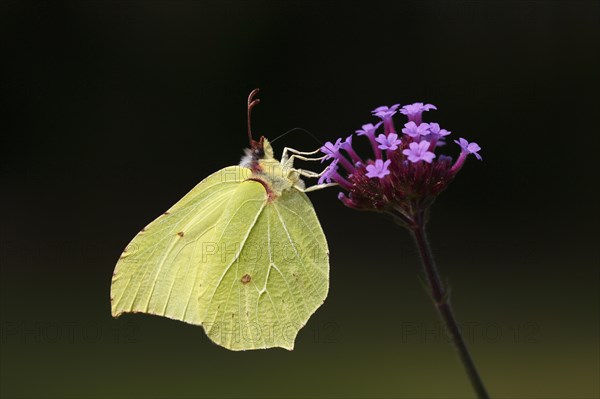 Brimstone