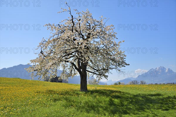 Flowering cherry tree