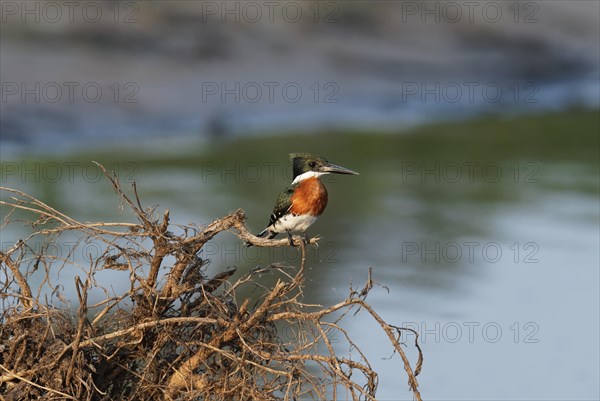 American Pygmy Kingfisher