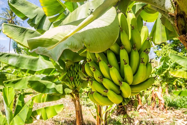 Closeup of giant cavendish banana bunch on the plantation