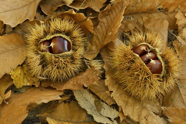 Two chestnuts