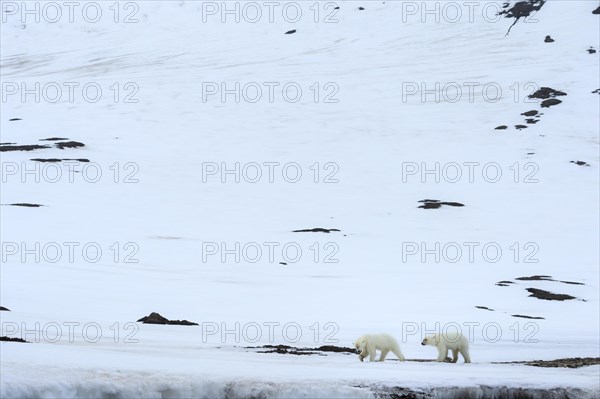 Two yearling polar bear cubs