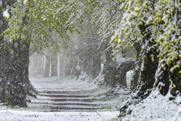Lime tree alley