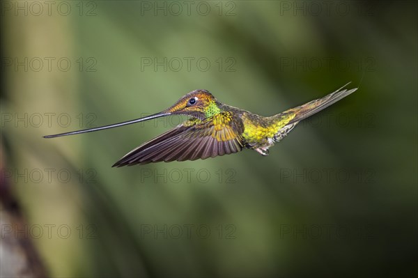 Sword-billed hummingbird