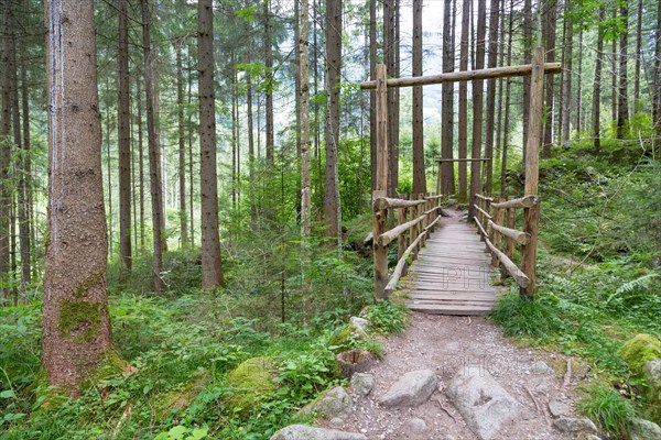 Wooden bridge in forest